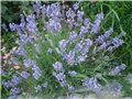 lavanda